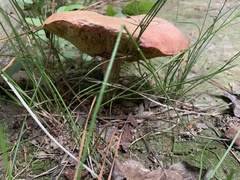Fungi