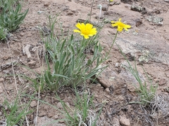 Tetraneuris argentea