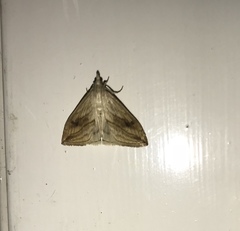 Evergestis forficalis