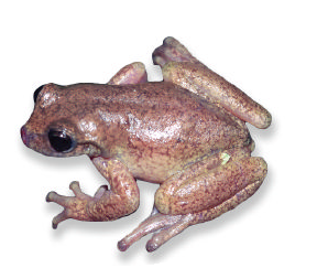 Keel-Snouted Treefrog