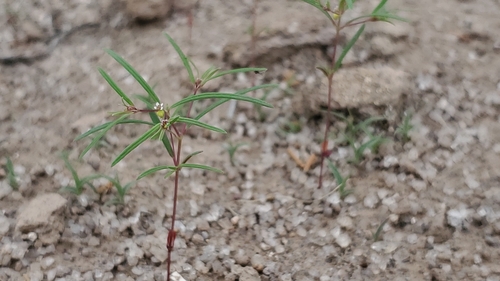 Image of Euphorbia revoluta by no rights reserved