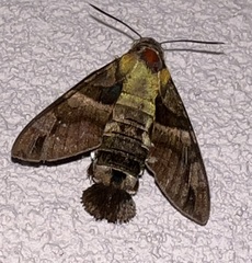 Macroglossum divergens
