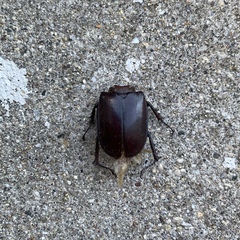 Lucanus capreolus