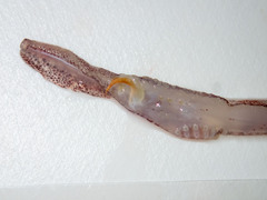 Gonatus fabricii