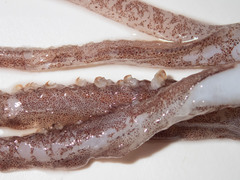 Gonatus fabricii