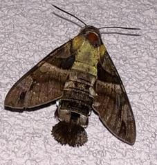 Macroglossum divergens