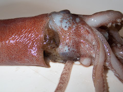 Gonatus fabricii
