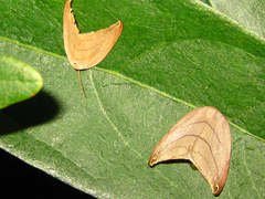 Pseudalbara parvula