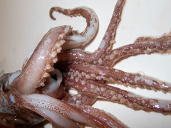 Gonatus fabricii
