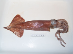 Gonatus fabricii