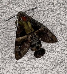 Macroglossum divergens