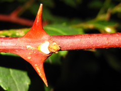 Zanthoxylum piperitum