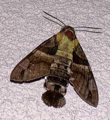 Macroglossum divergens