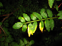 Zanthoxylum piperitum