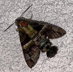 Macroglossum divergens