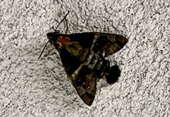 Macroglossum divergens