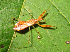 Gorpis brevilineatus