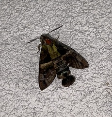 Macroglossum divergens