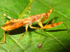 Gorpis brevilineatus