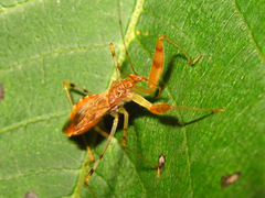 Gorpis brevilineatus