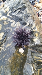 Echinometra vanbrunti