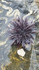 Echinometra vanbrunti