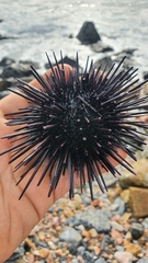 Echinometra vanbrunti