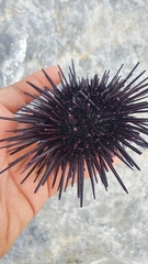 Echinometra vanbrunti