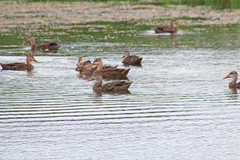 Anas platyrhynchos × fulvigula