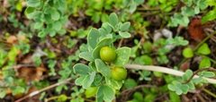 Wikstroemia uva-ursi