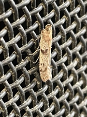 Ephestiopsis oenobarella