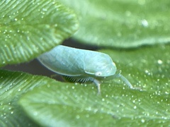 Gyponana angulata
