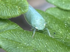 Gyponana angulata