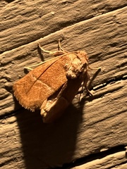 Apoda latomia