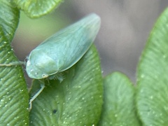 Gyponana angulata
