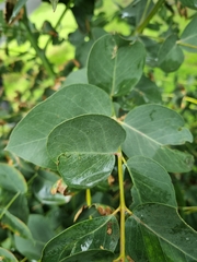 Eucalyptus cephalocarpa