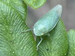Gyponana angulata