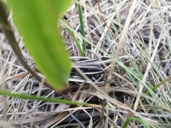 Arcyptera microptera