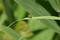 Stictopleurus minutus