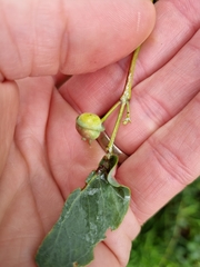 Eucalyptus cephalocarpa
