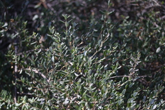 Lonicera subspicata denudata