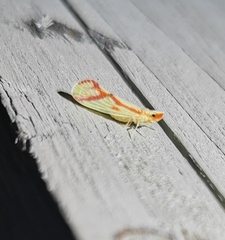 Otiocerus coquebertii