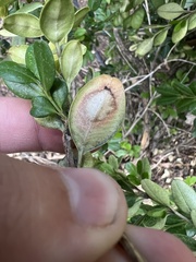 Calonectria pseudonaviculata