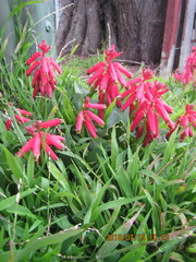 Lachenalia bulbifera