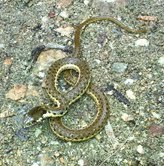 Thamnophis hammondii