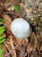 Oudemansiella australis