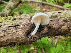 Oudemansiella australis