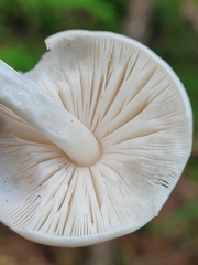 Oudemansiella australis
