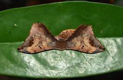 Phiditia