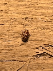 Pachybrachis turbidus